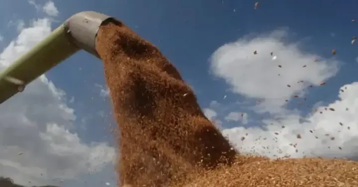 Wheat prices approached a three-year high due to strikes on Black Sea ports — FT